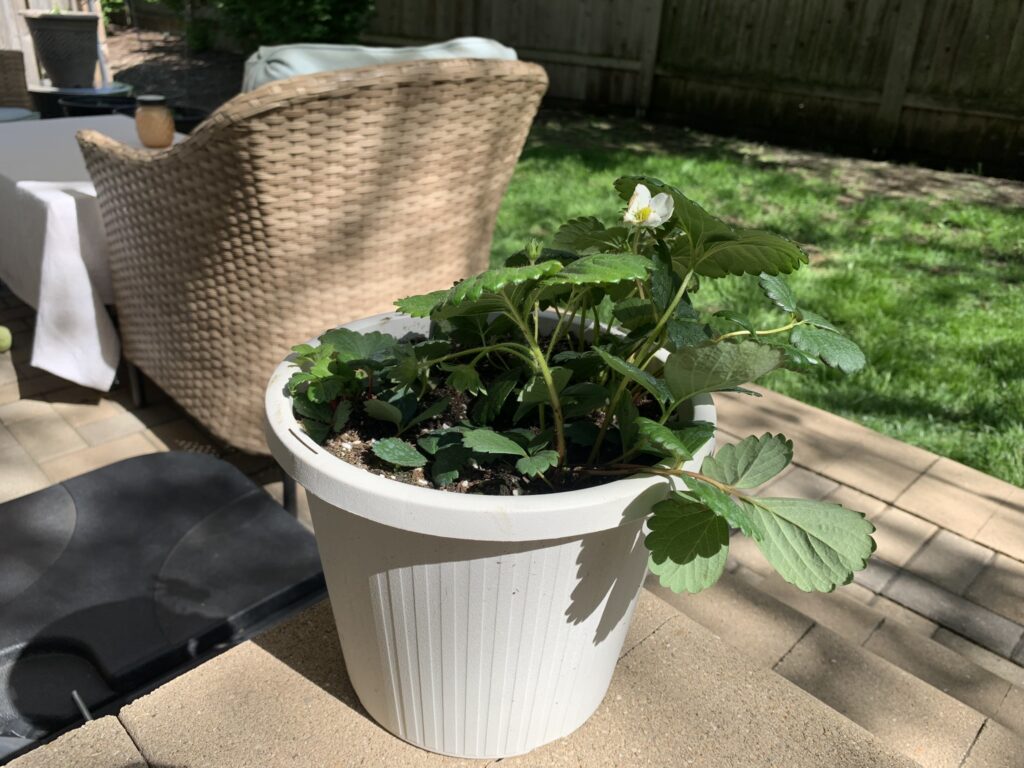 Strawberry Plant